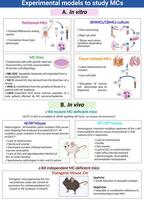 Responses of Mast Cells to Pathogens: Beneficial and Detrimental Roles